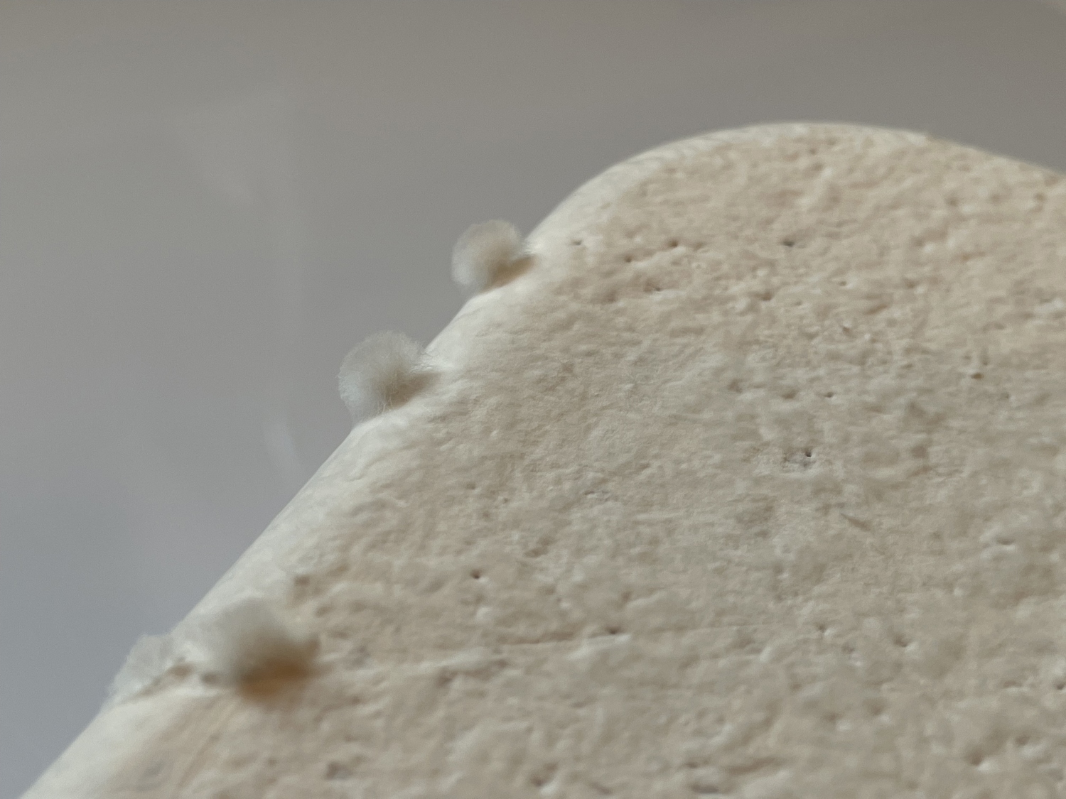 Mycelium%20material%20and%20form%20experiments_Brittnek%20Andrea_15_Photo%20by%20Andrea%20Brittnek_2022%20-%201500x1125px.jpg