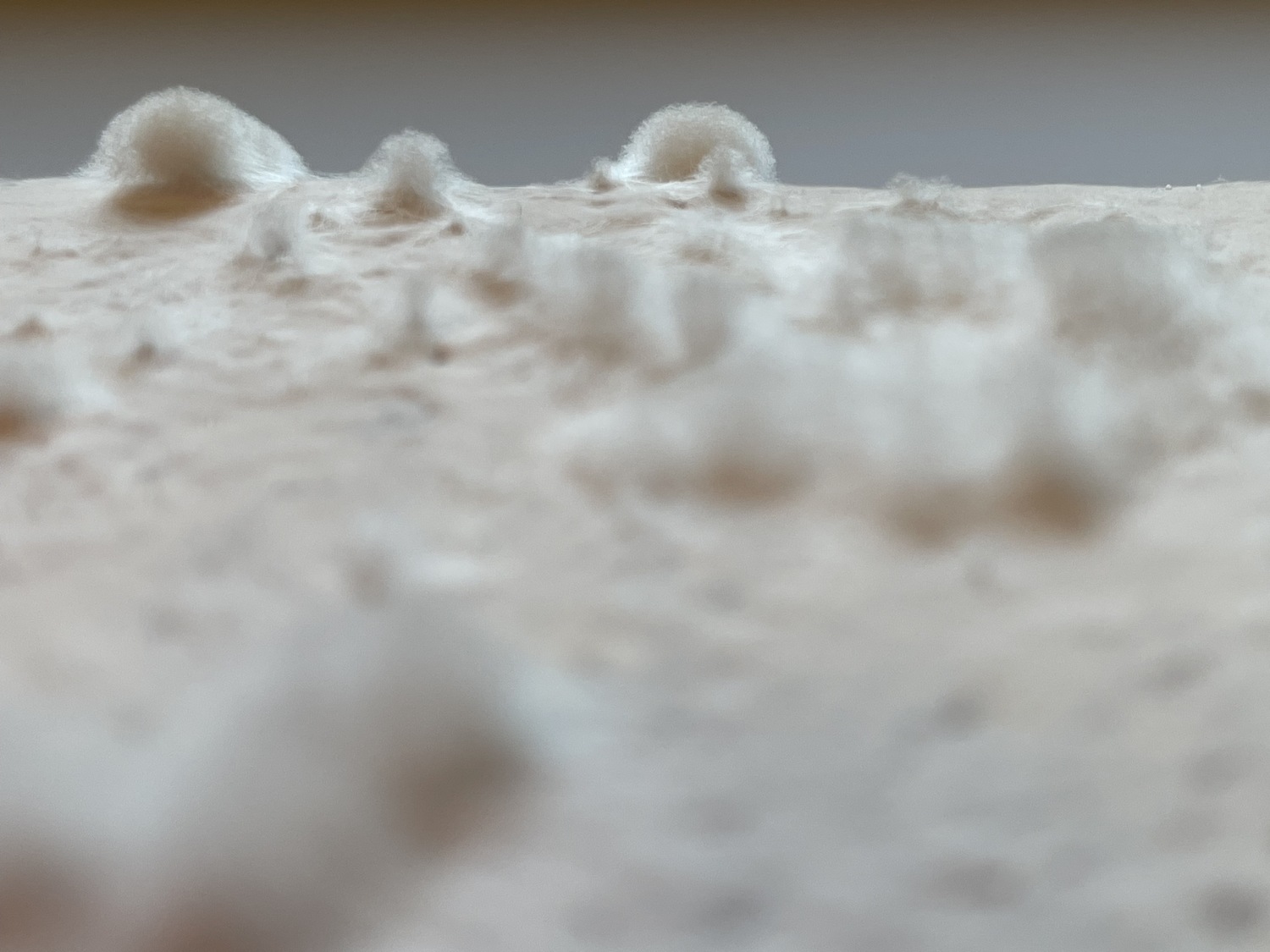 Mycelium%20material%20and%20form%20experiments_Brittnek%20Andrea_16_Photo%20by%20Andrea%20Brittnek_2022%20-%201500x1125px.jpeg