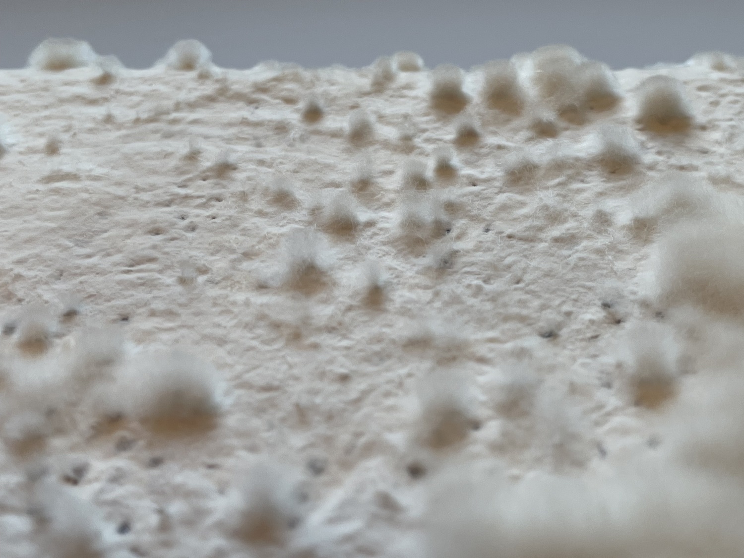 Mycelium%20material%20and%20form%20experiments_Brittnek%20Andrea_17_Photo%20by%20Andrea%20Brittnek_2022%20-%201500x1125px.jpeg