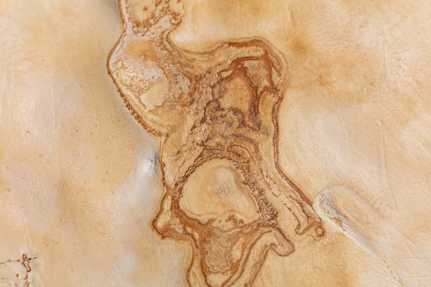 Mycelium%20material%20and%20form%20experiments_Brittnek%20Andrea_22_Photo%20by%20Zsoka%20Jambor_2024%20-%201500x1000px.JPG