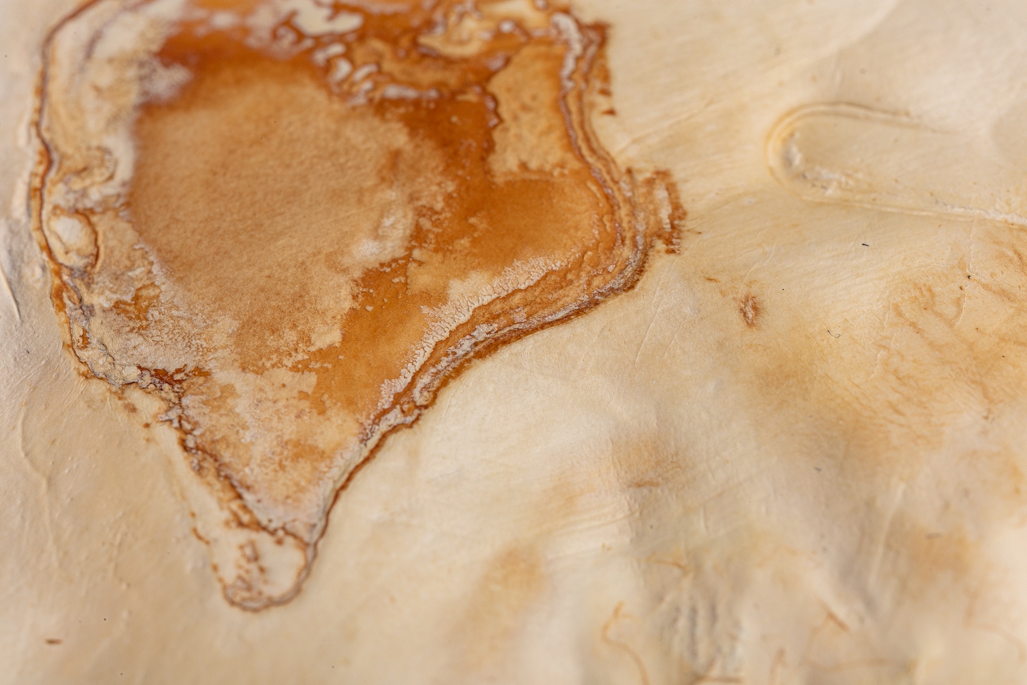 Mycelium%20material%20and%20form%20experiments_Brittnek%20Andrea_24_Photo%20by%20Zsoka%20Jambor_2024%20-%201500x1000px.JPG